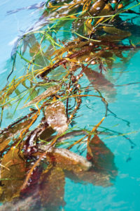 Kelp in tidal drift of derelict fishing ship